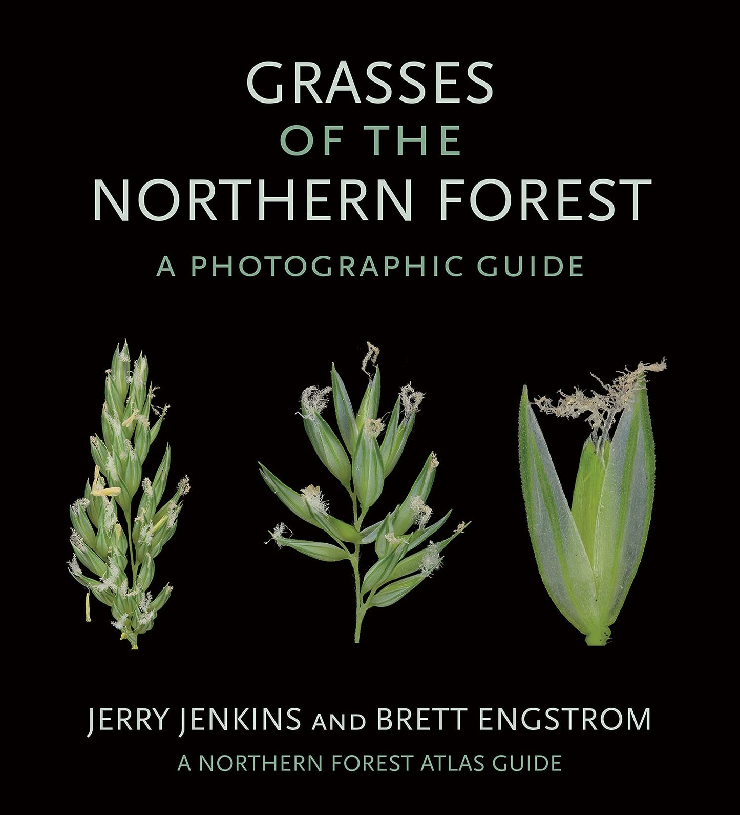 Grasses of the Northern Forest: A Photographic Guide book cover