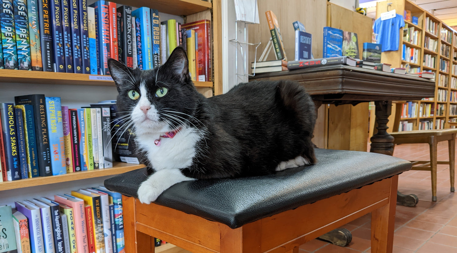 Boswell the store cat in front of full bookshelves of fiction and nonfiction.